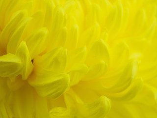 Macro of yellow flowers background
