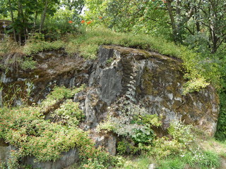 Forest landscape with rock covered with moss
