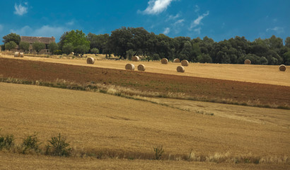Fototapeta na wymiar Field in Spain with round straw bales