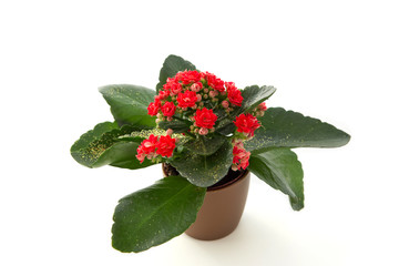 kalanchoe