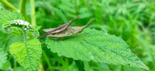 two grasshoppers are in the process of breeding phase to add generations