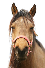 Closeup portrait of morgan mare head and nose