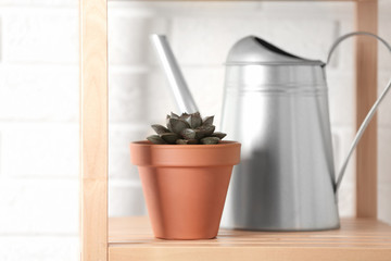 Beautiful Echeveria plant and watering pot on shelf at home