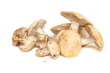 Champignons