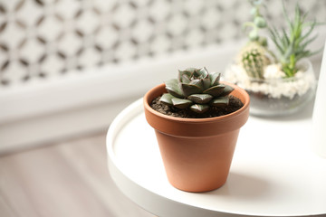Beautiful Echeveria plant on white table at home