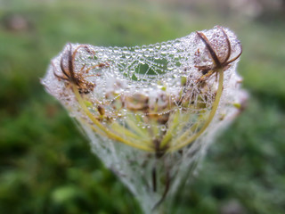 water drops on spiderweb