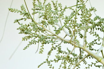 Betel nut palm, Yong nut blossom