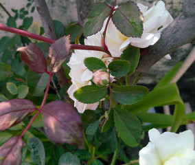flowers of apple tree