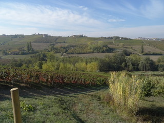 Country road with bushes and vineyards around