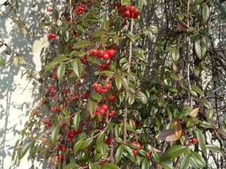 Wild red berries - Wild fruits