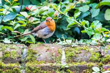Robin redbreast
