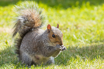 Grey squirrel
