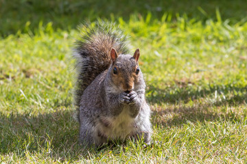Grey squirrel