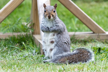 Obraz premium Lactating mother grey squirrel