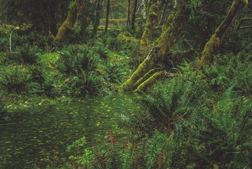 Fototapeta premium Rainforest moments