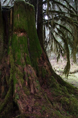 Obraz premium Old growth cedar stump historic remains