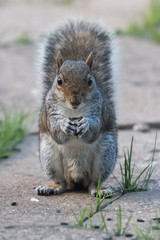 Grey squirrel