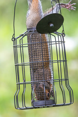 Grey squirrel raiding a bird feeder