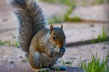 Grey squirrel