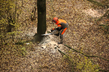 worker in an orange jacket and work pants saws a thick tree trunk with a saw, an environmental concept, industrial garden work
