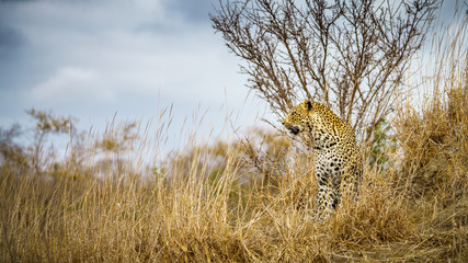 leopard in kruger national park, mpumalanga, south africa 17