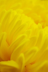  abstract macro yellow flowers background