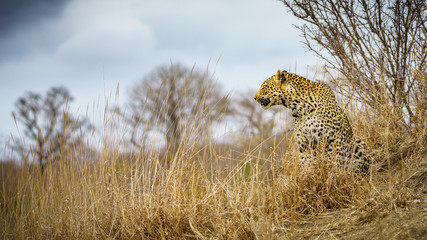 leopard in kruger national park, mpumalanga, south africa 80