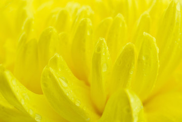 Macro of yellow flowers background