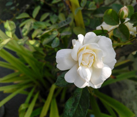 Obraz na płótnie Canvas Beautiful white rose flower blooming and green leaves plant growing in the garden