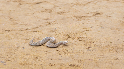 Closeup view of snake on desert sand background. Horizontal color photography.