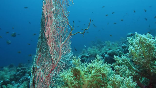 Sea fan Annella sp. feeding underwater in Red Sea. Egypt