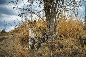 leopard in kruger national park, mpumalanga, south africa 123