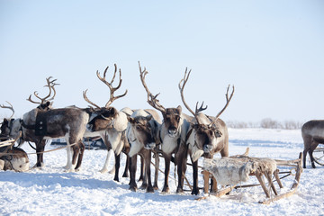 Harness deer in the north