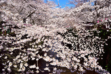 東京都目黒区 目黒川の満開の桜まつり
