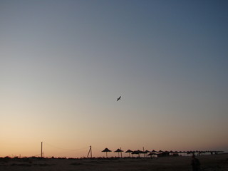 Bottom view of a free seagull flying against the background of the rainbow colors of the evening sky at sunset.