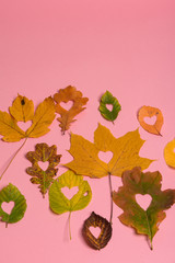 Background group autumn orange, green, yellow and brown leaves. with the heart shape cut out in the middle on pink background. Studio shoot. View from above. Horizontal orientation. Copy space