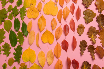 Fototapeta premium Background group autumn orange, green, yellow and brown leaves. with the heart shape cut out in the middle on pink background. Studio shoot. View from above. Horizontal orientation. Copy space