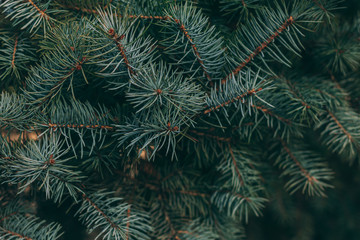 Fluffy branches of a spruce or fir-tree. Christmas wallpaper or postcard concept.  Close-up.