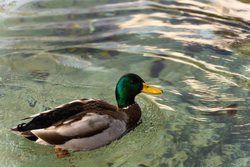 Duck swims in the water at sunset
