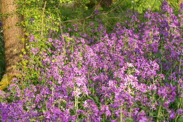 eine lila blühende Pflanze