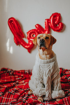 A Cute Dog Sitting On The Floor With Love Balloons In The Background At Home. Saint Valentine S Day Concept. 