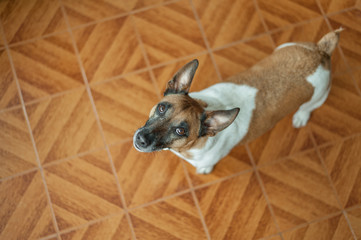 Dog looking at camera