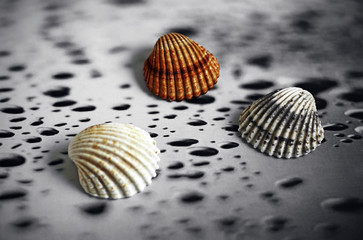 Sea shells on background