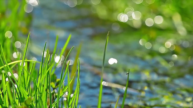 green grass. 4K. FULL HD, 4096x2304.