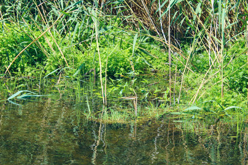 Cropped shot of a lake and grass. Landscape background. Nature, travel, landscapes concept.