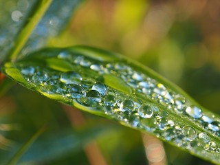 緑色の葉に溜まった朝露