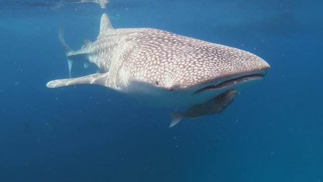 Samar, Philippines - Whale Shark Swimming Under The Blue Sea Water - Closeup Shot