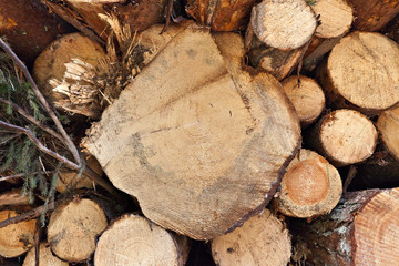 Wood log raw yellow pile background