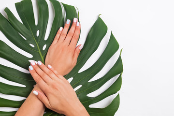 Woman's hands with beautiful manicure lying on monstera leaves