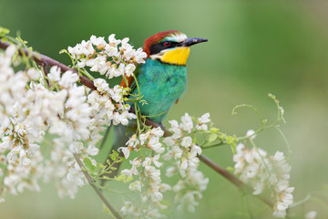 beautiful wild bird among flowers of a blossoming tree